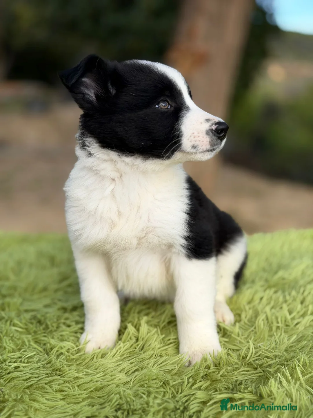 Border Collie perros en venta: Border collie negro y blanco - Anuncio 5