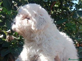 Maltipoo perros - Anuncio 11