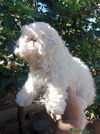 Maltipoo perros - Anuncio 15