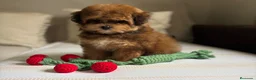 Maltipoo perros en venta: Maltipoo Hembra exclusiva en tonalidades!! - Anuncio 9
