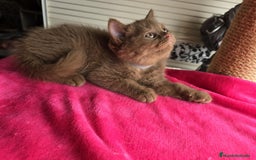 Británico de Pelo Corto gatos en venta: British CINNAMON  - Imagen 4
