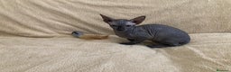 Sphynx gatos en venta: GATITOS SPHYNX - Anuncio 4
