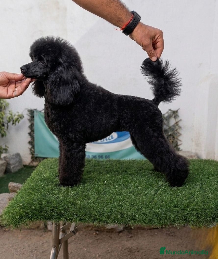 Caniche Toy perros Cachorros de caniche Toy. Varias capas - Anuncio 1