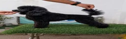 Caniche Toy perros en venta: Cachorros de caniche Toy. Varias capas - Anuncio 1