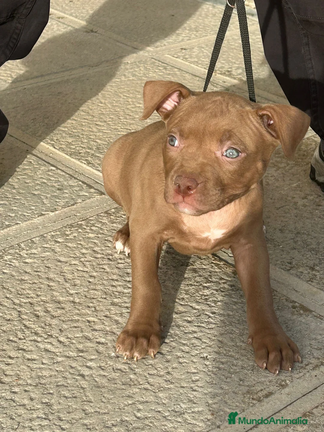 American Pit Bull Terrier perros en venta: Pitbull  - Anuncio 2