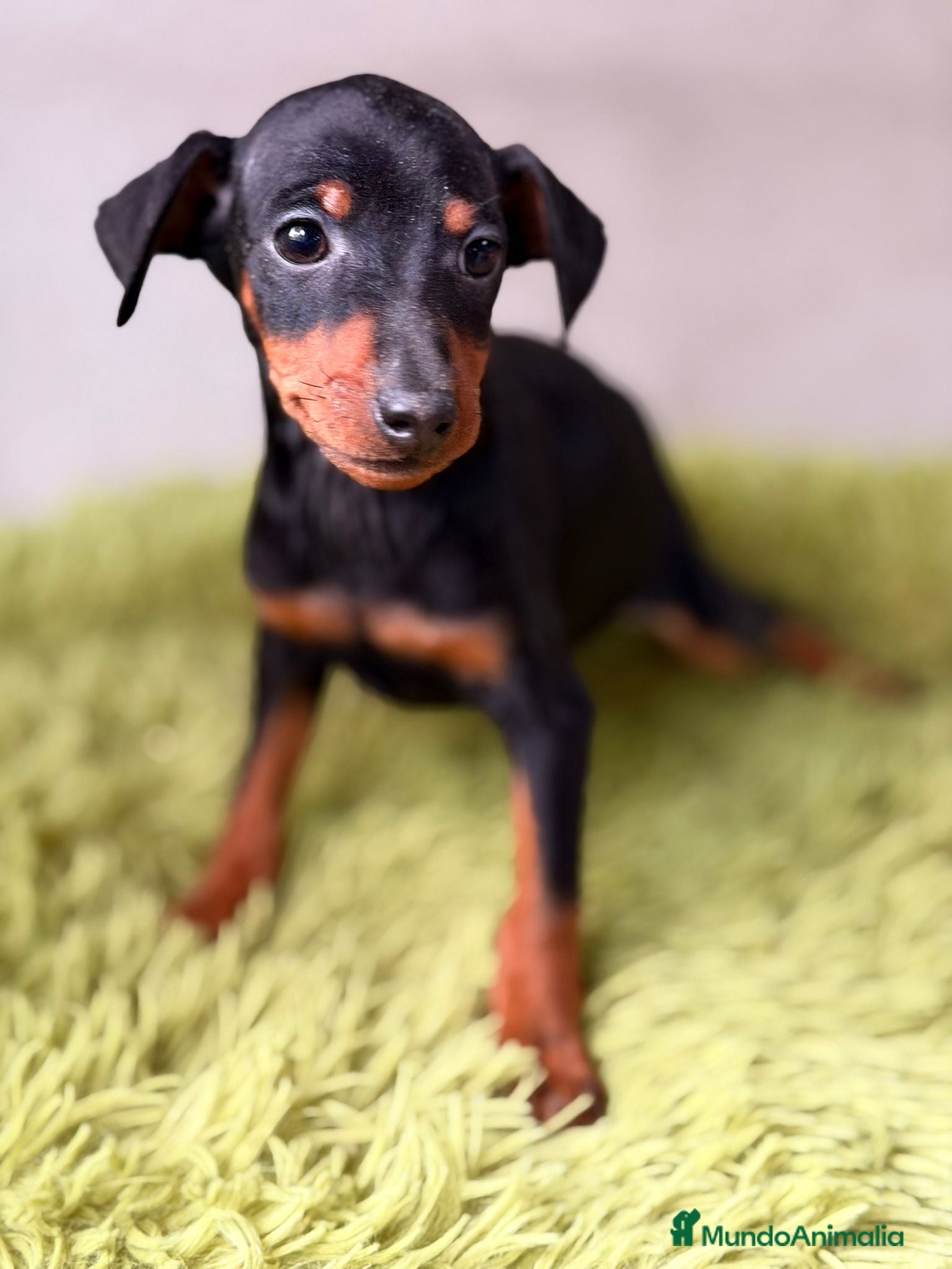 Pinscher Miniatura perros Mini pincher negro fuego  - Anuncio 2