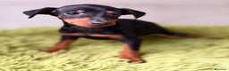 Pinscher Miniatura perros en venta: Mini pincher negro fuego  - Anuncio 2
