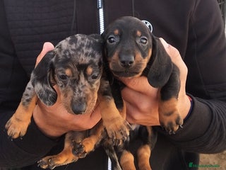 Teckel Miniatura perros - Anuncio 1