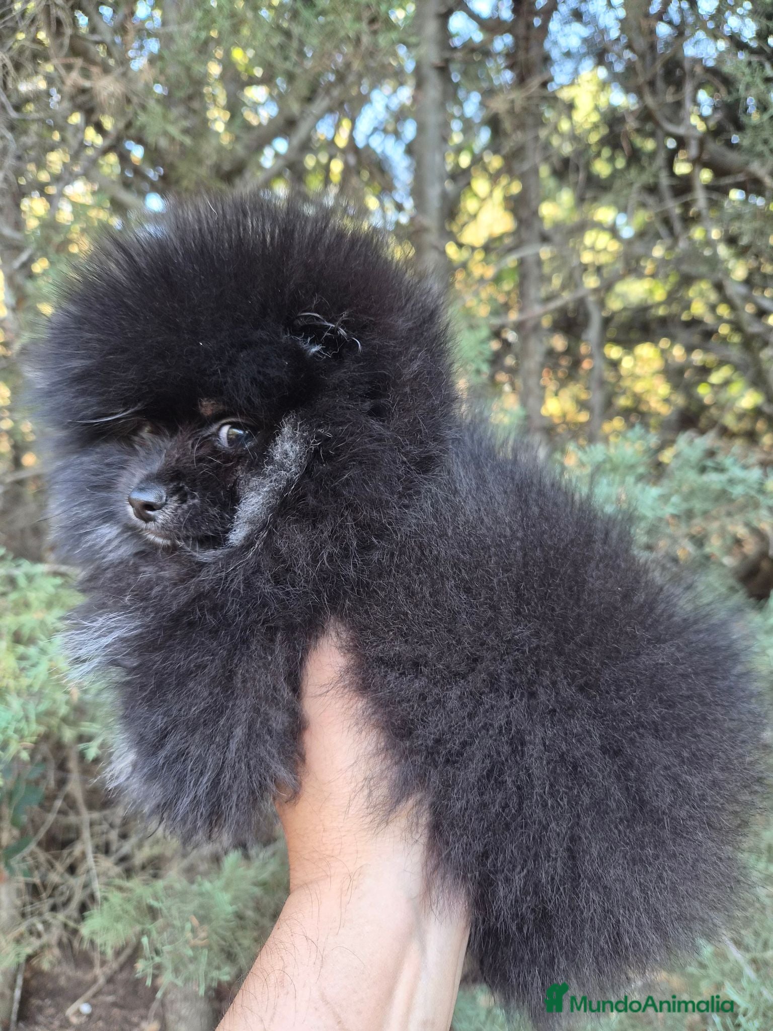 Pomerania perros Pomerania toy - Anuncio 2