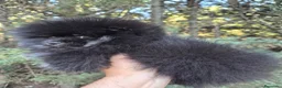 Pomerania perros en venta: Pomerania toy - Anuncio 1