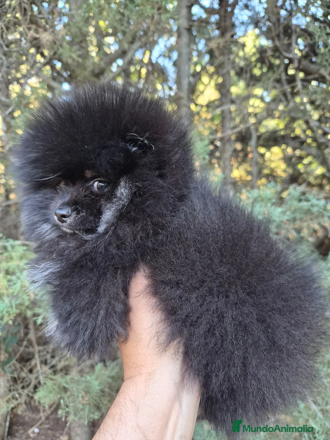 Pomerania perros en venta: Pomerania toy - Anuncio 1