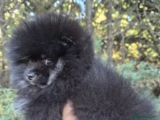 Pomerania perros Pomerania toy - Anuncio 17