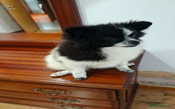 Pomerania perros en venta: Se venden dos femias Lulu de pomerania  - Imagen 13