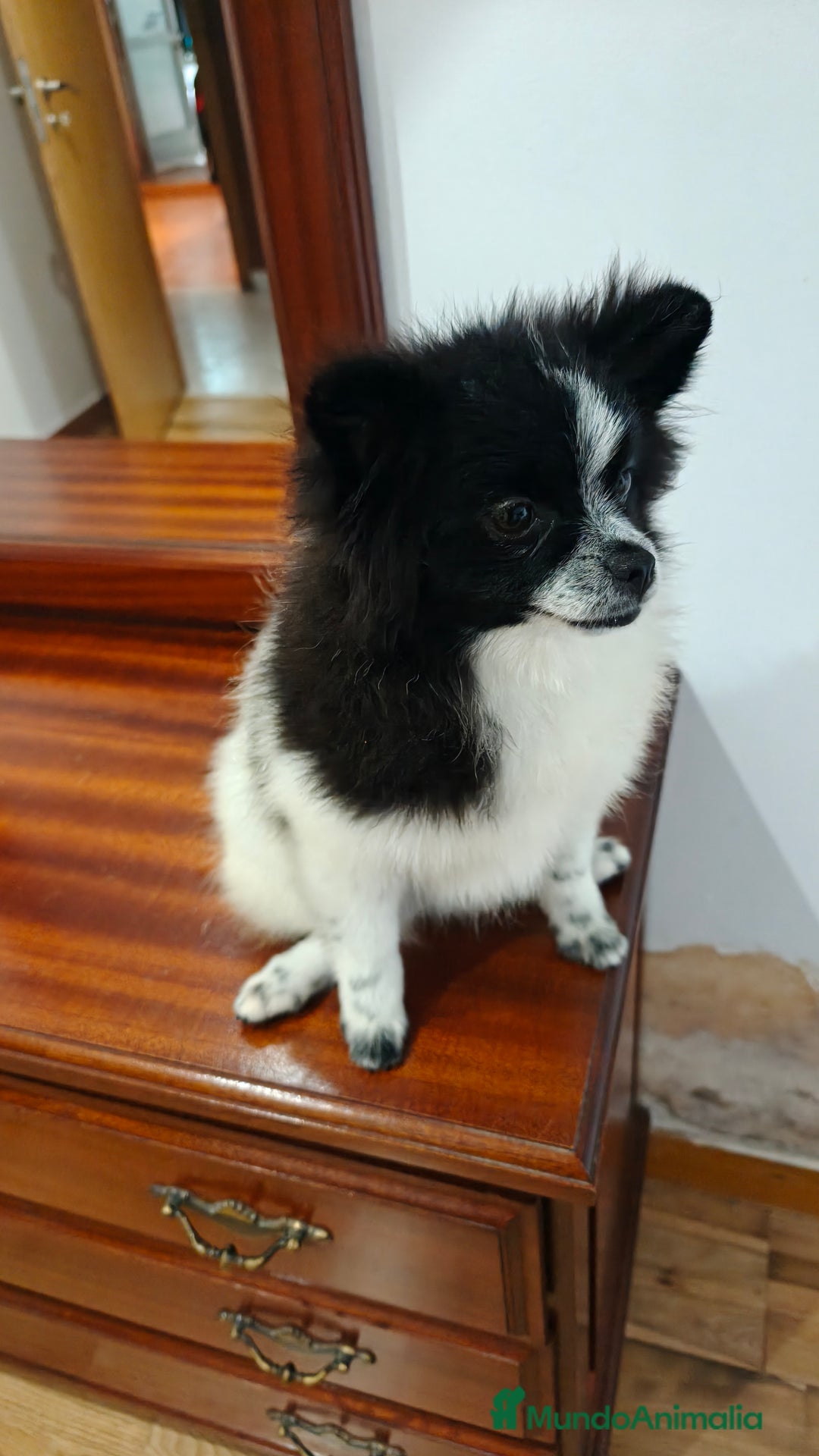 Pomerania perros en venta: Se venden dos femias Lulu de pomerania  - Imagen 13