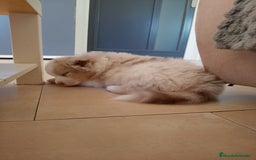 Pastor Australiano perros en venta: Espectacular camada de pastor Australiano. - Imagen 3