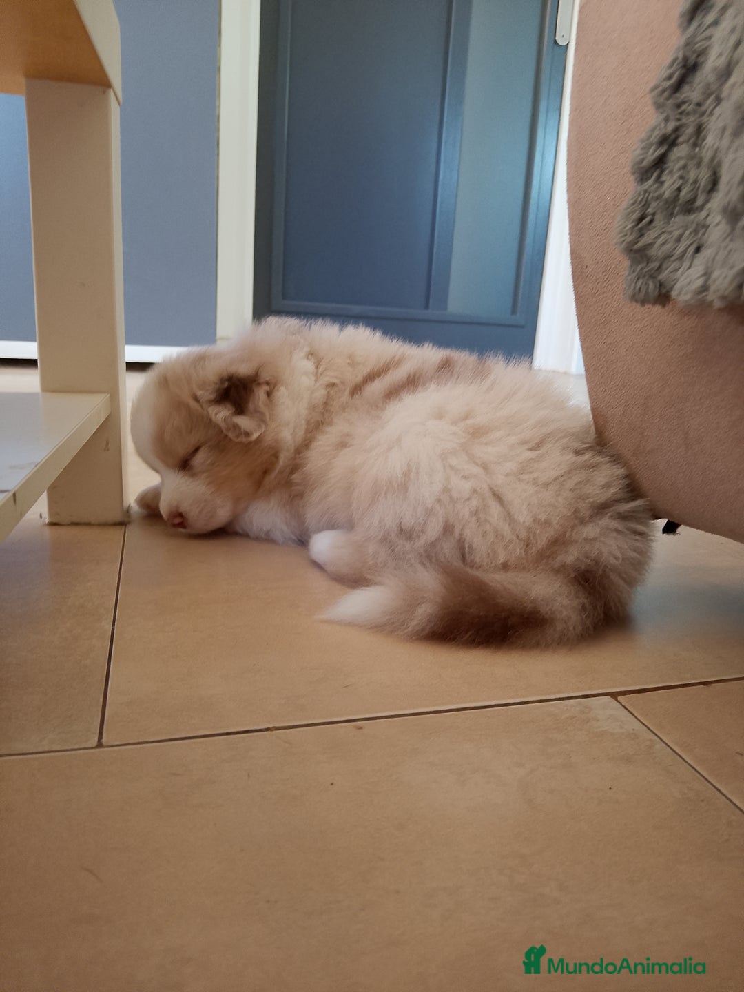 Pastor Australiano perros en venta: Espectacular camada de pastor Australiano. - Imagen 3