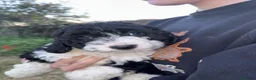 Perro de Agua Español perros en venta: PERROS DE AGUA ESPAÑOL - Anuncio 2