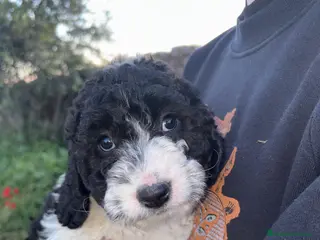 Perro de Agua Español perros PERROS DE AGUA ESPAÑOL - Anuncio 1