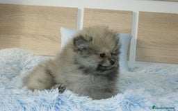 Pomerania perros en venta: CACHORRITA DE POMERANIA  - Imagen 4