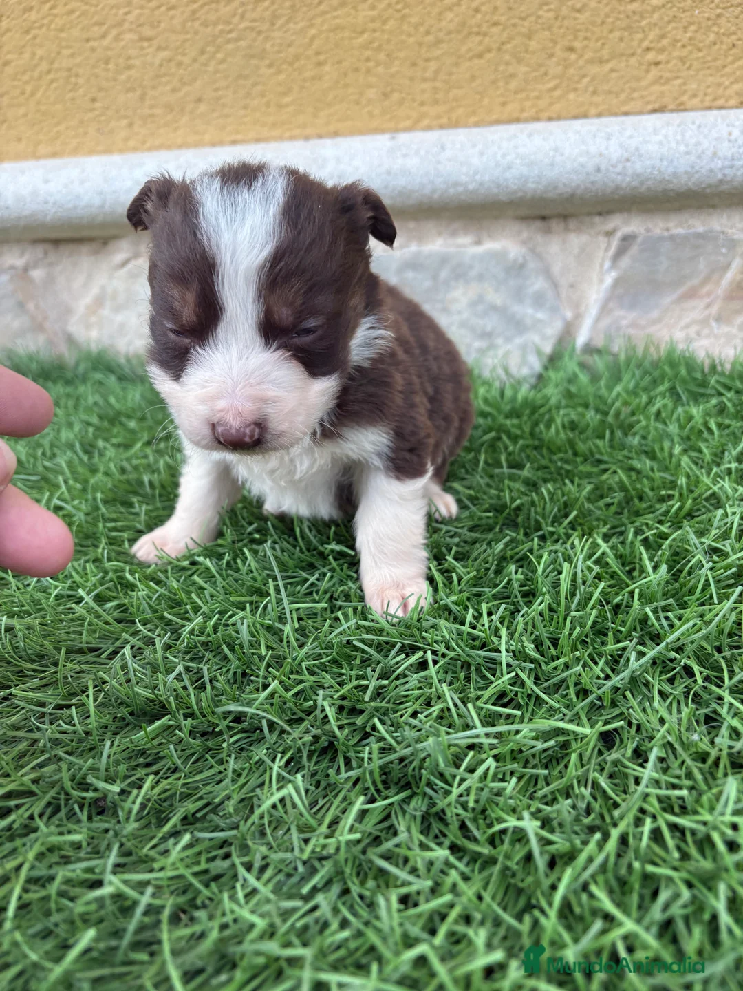Border Collie perros en venta: Border Collie hembra chocolate  - Anuncio 9
