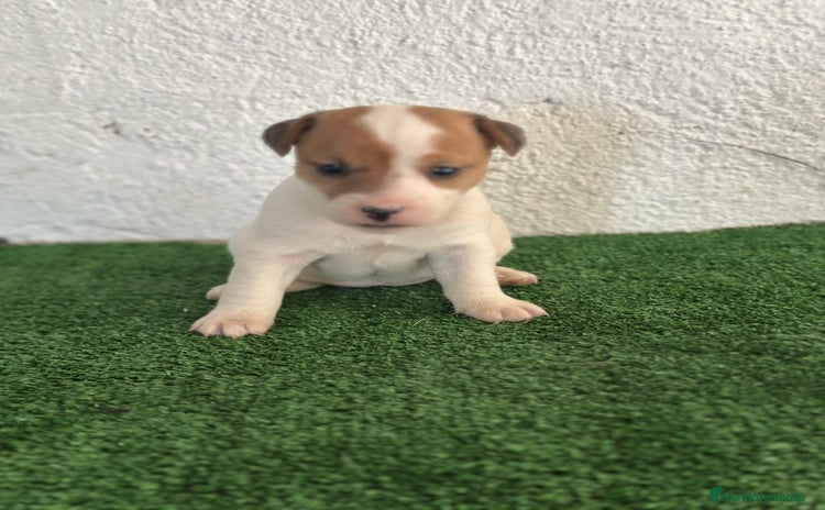 Jack Russell Terrier perros en Madrid - Propaganda 7