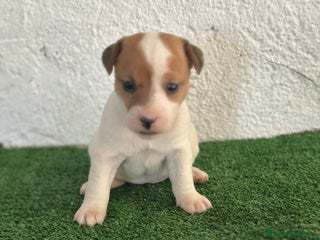 Jack Russell Terrier perros Jack Russell en Madrid - Anuncio 1
