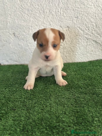 Jack Russell Terrier perros Jack Russell en Madrid - Anuncio 1