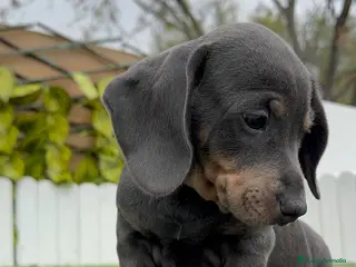 Teckel Miniatura perros TECKEL MINIATURA - Anuncio 7