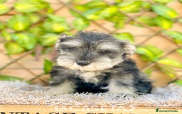 Schnauzer Miniatura perros en venta: Camada de Antía - Imagen 6