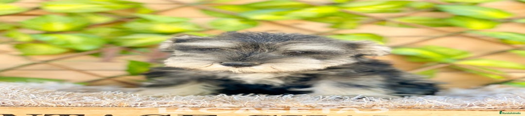 Schnauzer Miniatura Cachorro 3767