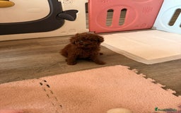 Caniche Enano perros en venta: Preciosa Caniche Roja - Imagen 3