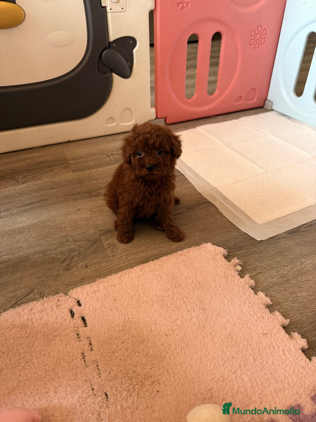 Caniche Enano perros en venta: Preciosa Caniche Roja - Imagen 3