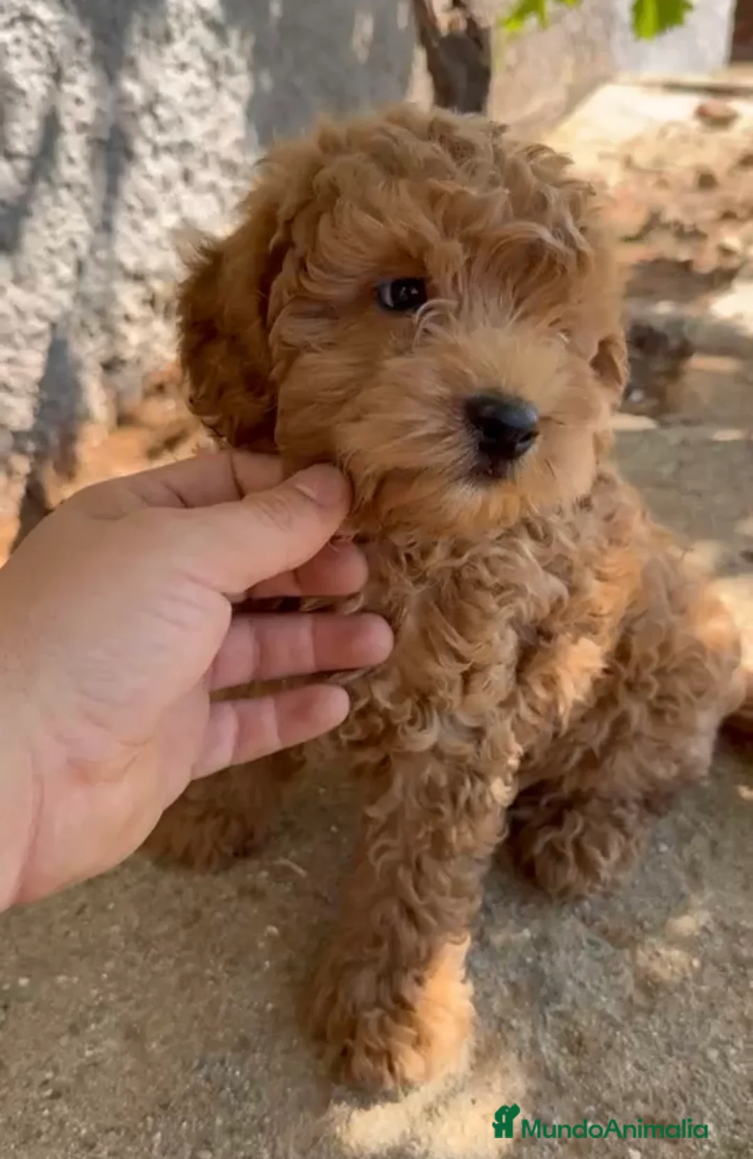 Caniche Toy perros en venta: Caniche macho disponible!!!🐶🐾 en Cádiz - Anuncio 2