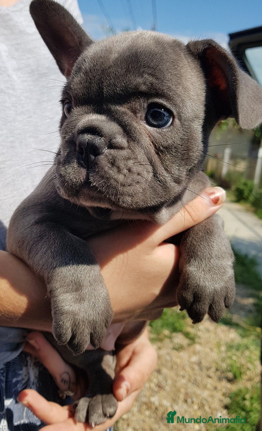 Bulldog Francés perros en venta: CAMADA DE BULLDOG FRANCÉS BLUE DISPONIBLES 🐾 - Anuncio 3