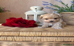 Maltipoo perros en venta: Maltipoo miniatura hembra disponible!! - Imagen 3