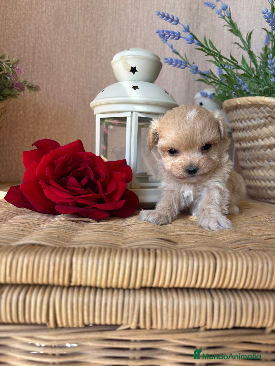 Maltipoo perros en venta: Maltipoo miniatura hembra disponible!! - Imagen 3
