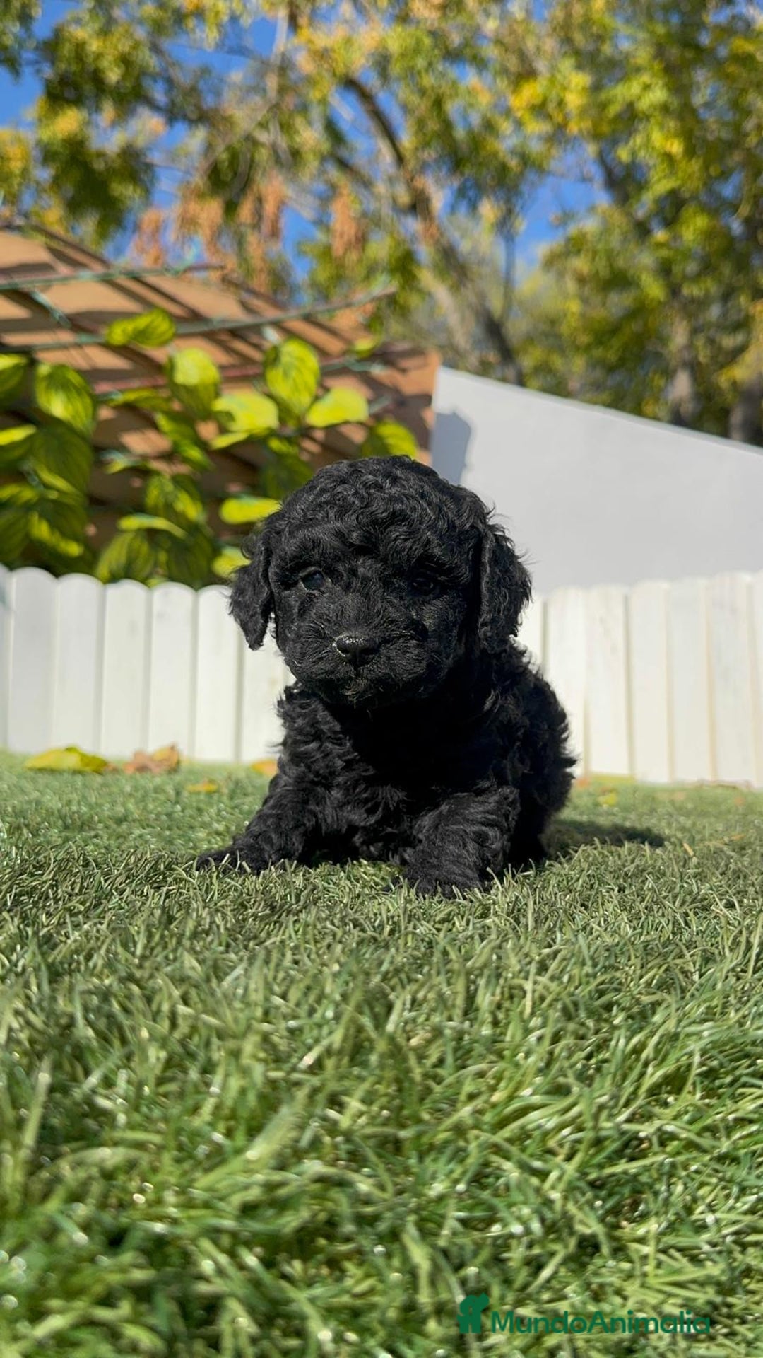 Caniche Toy perros en venta: CANICHE TOY MACHO - Anuncio 3