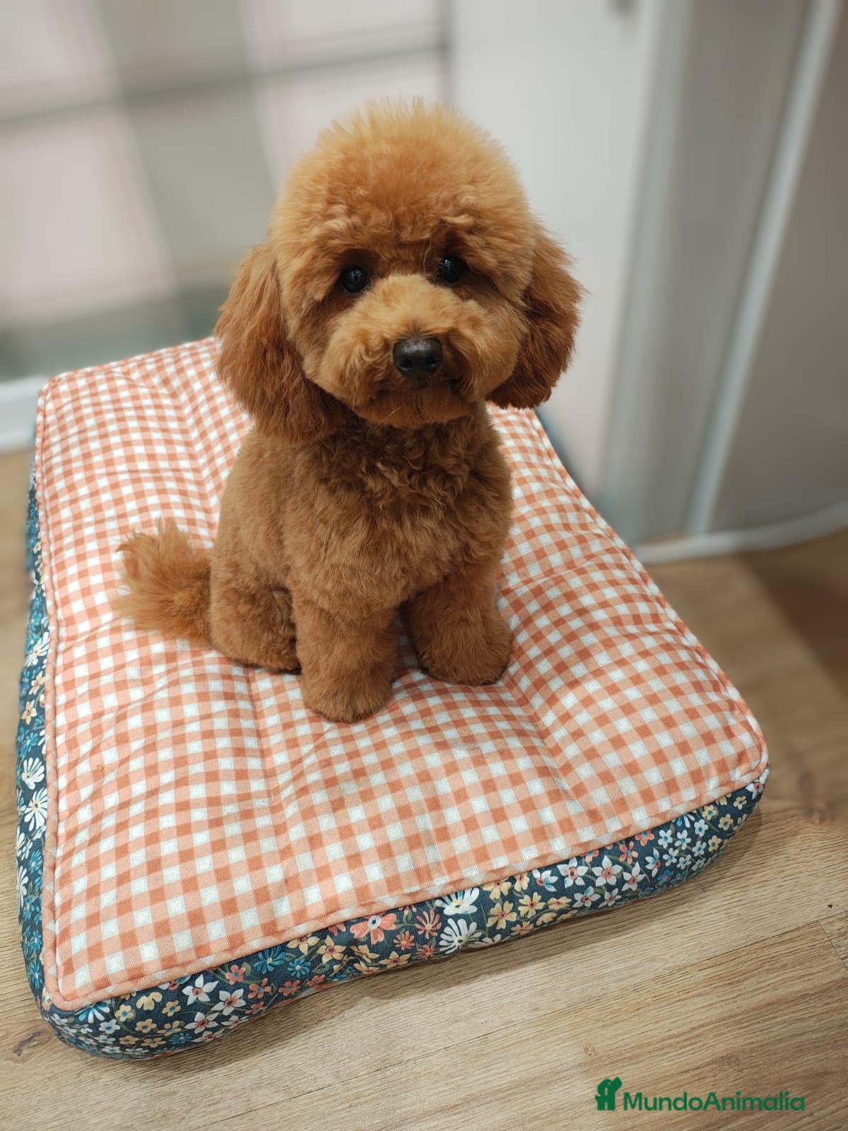 Caniche Toy perros en venta: Caniche toy  - Anuncio 1