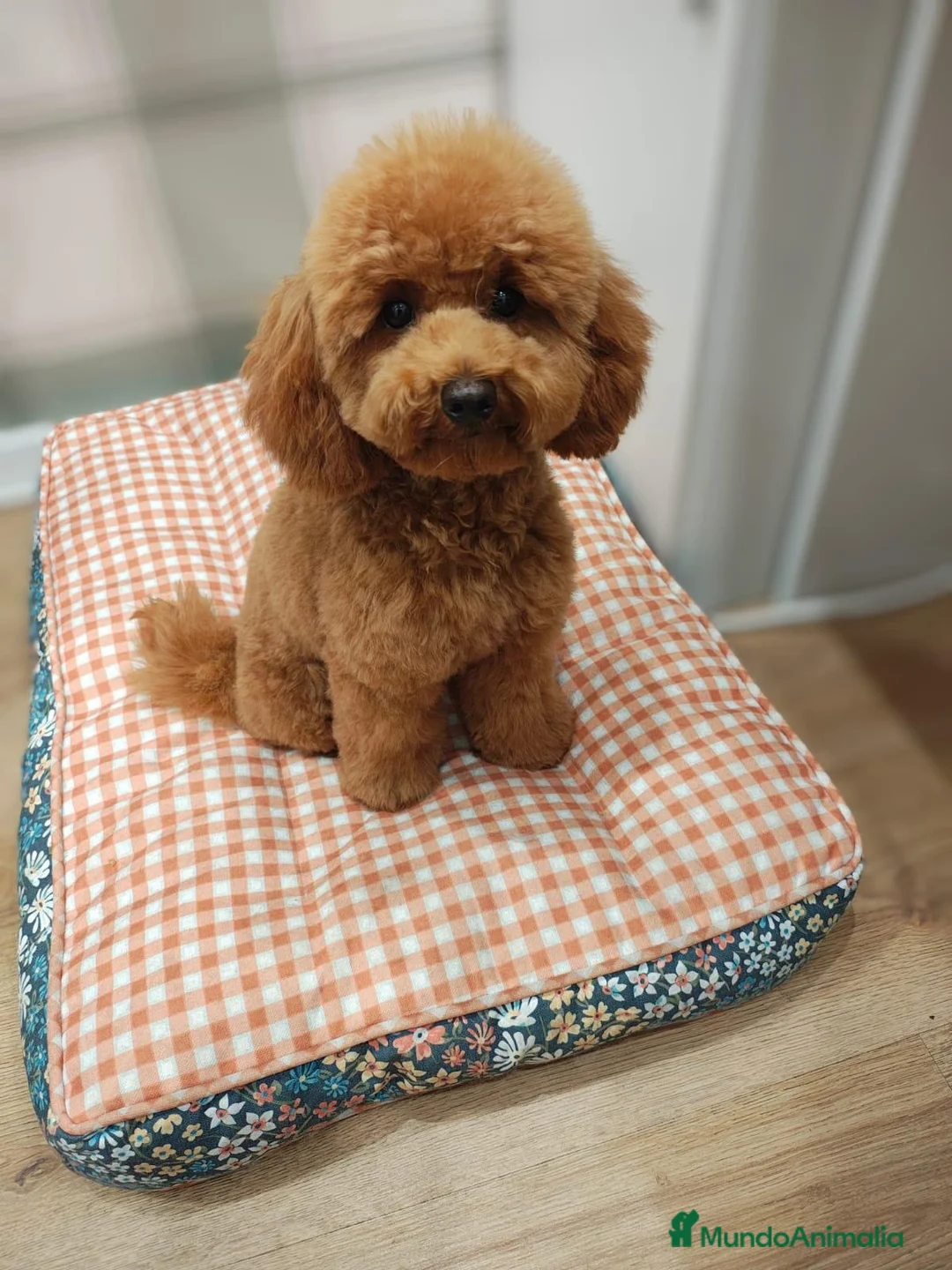 Caniche Toy perros en venta: Caniche toy  - Anuncio 3