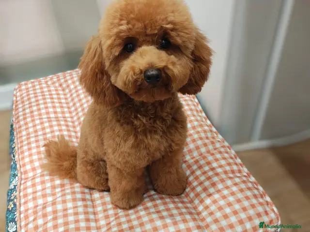Caniche Toy perros en venta: Caniche toy - Anuncio 1