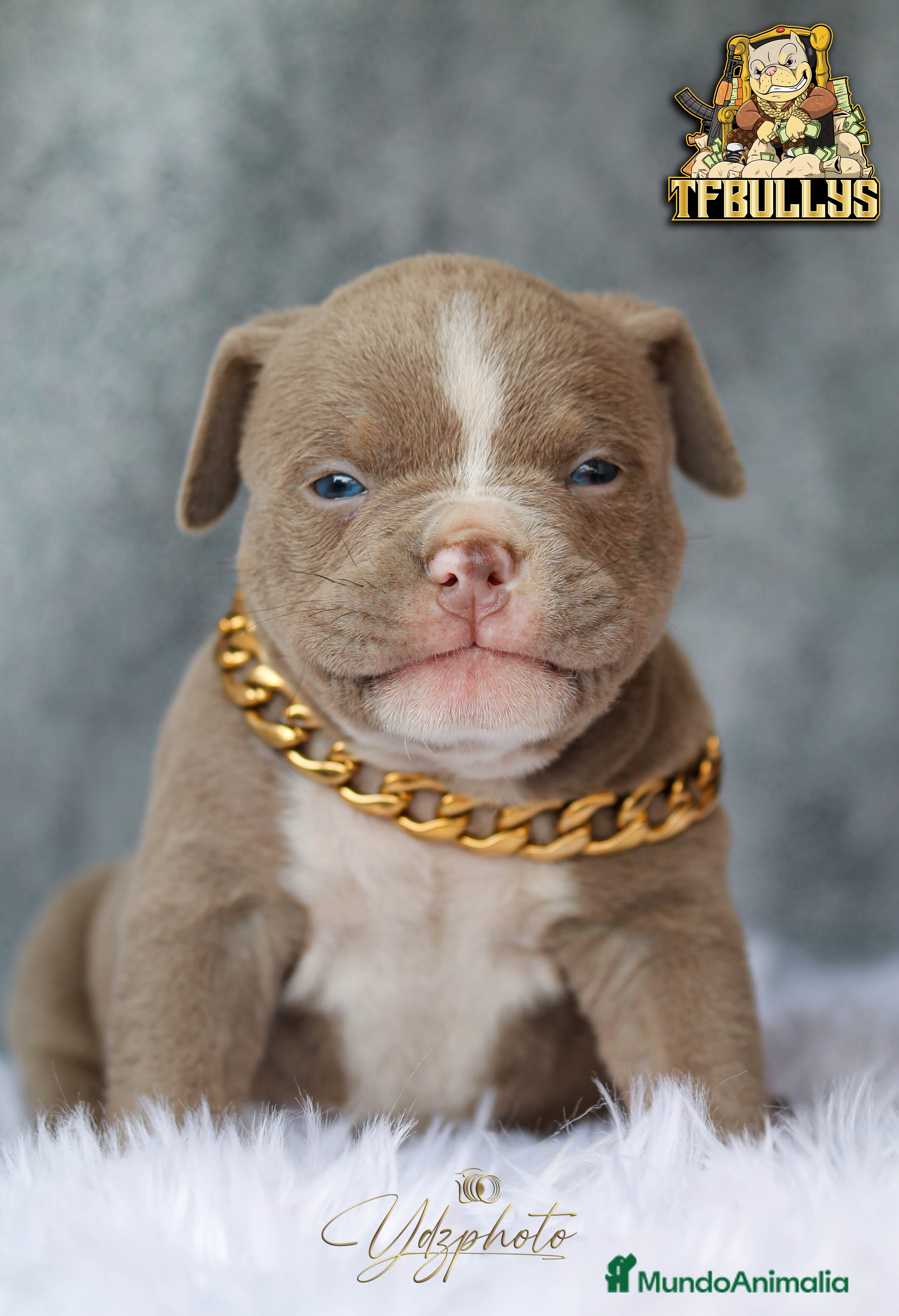American Bully perros PRECIOSO AMERICAN BULLY TRICOLOR LILAC MACHO en Cantabria - Anuncio 19