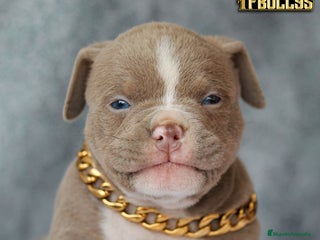 American Bully perros en Cantabria - Anuncio 15
