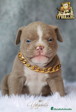 American Bully perros en Cantabria - Anuncio 2