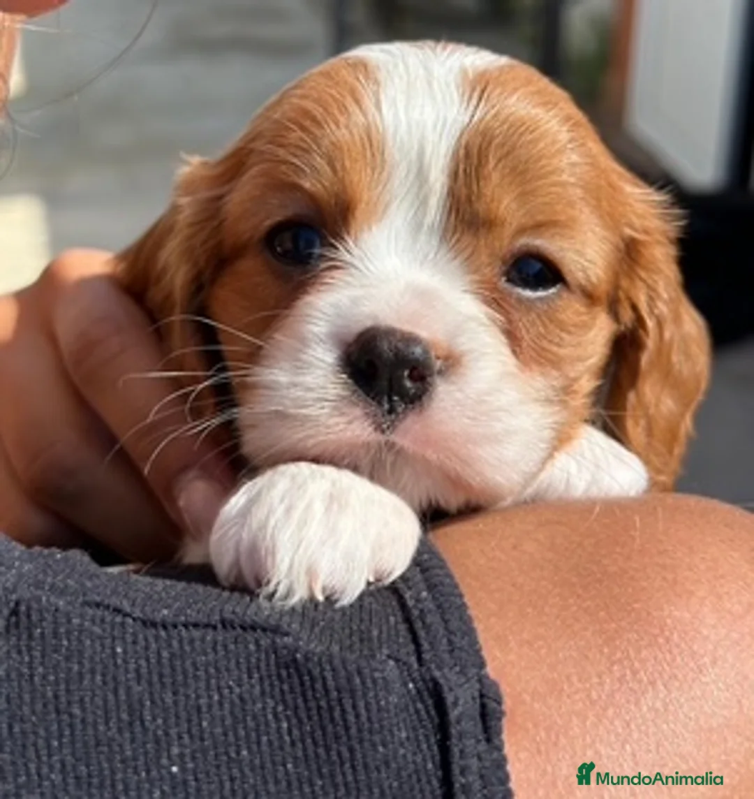 Caniche Enano perros en venta: VARIAS RAZAS en Barcelona - Anuncio 4