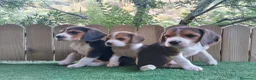 Beagle perros en venta: Cachorros de beagle tricolor  en Madrid - Anuncio 2