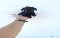 Chihuahua perros en venta: 🐶✨ ¡Cachorros! Chi-Poo - Choodle - Poo-Chi ✨🐶 - Imagen 5