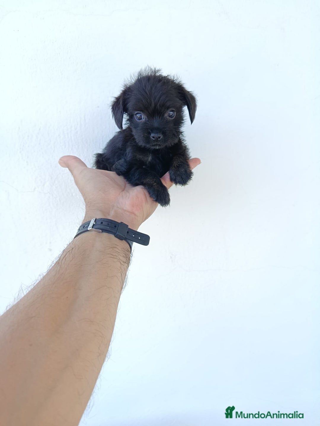 Chihuahua perros en venta: 🐶✨ ¡Cachorros! Chi-Poo - Choodle - Poo-Chi ✨🐶 - Imagen 5