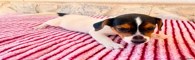 Jack Russell Terrier 1