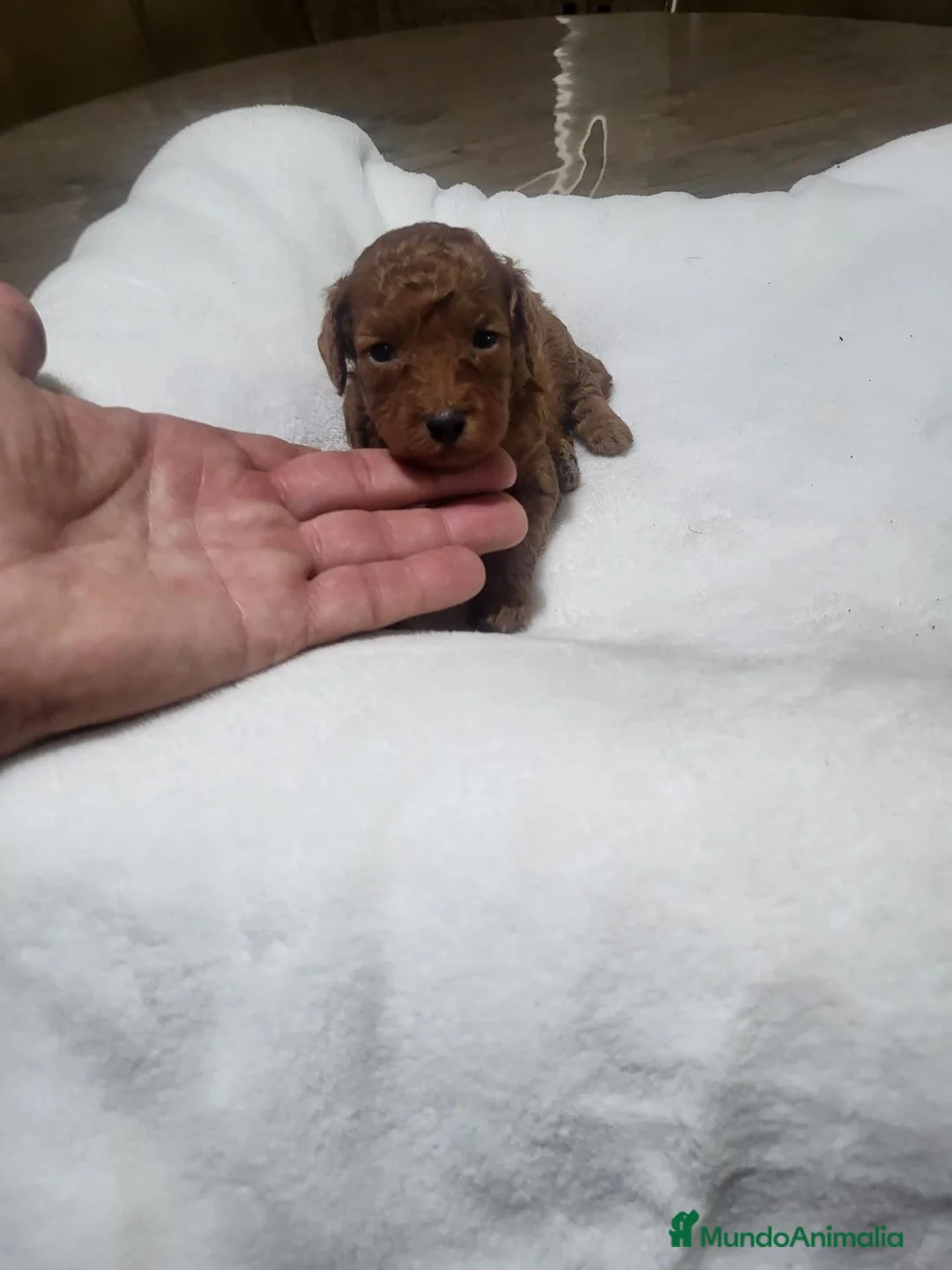 Caniche Toy perros en venta: Caniches - Anuncio 8