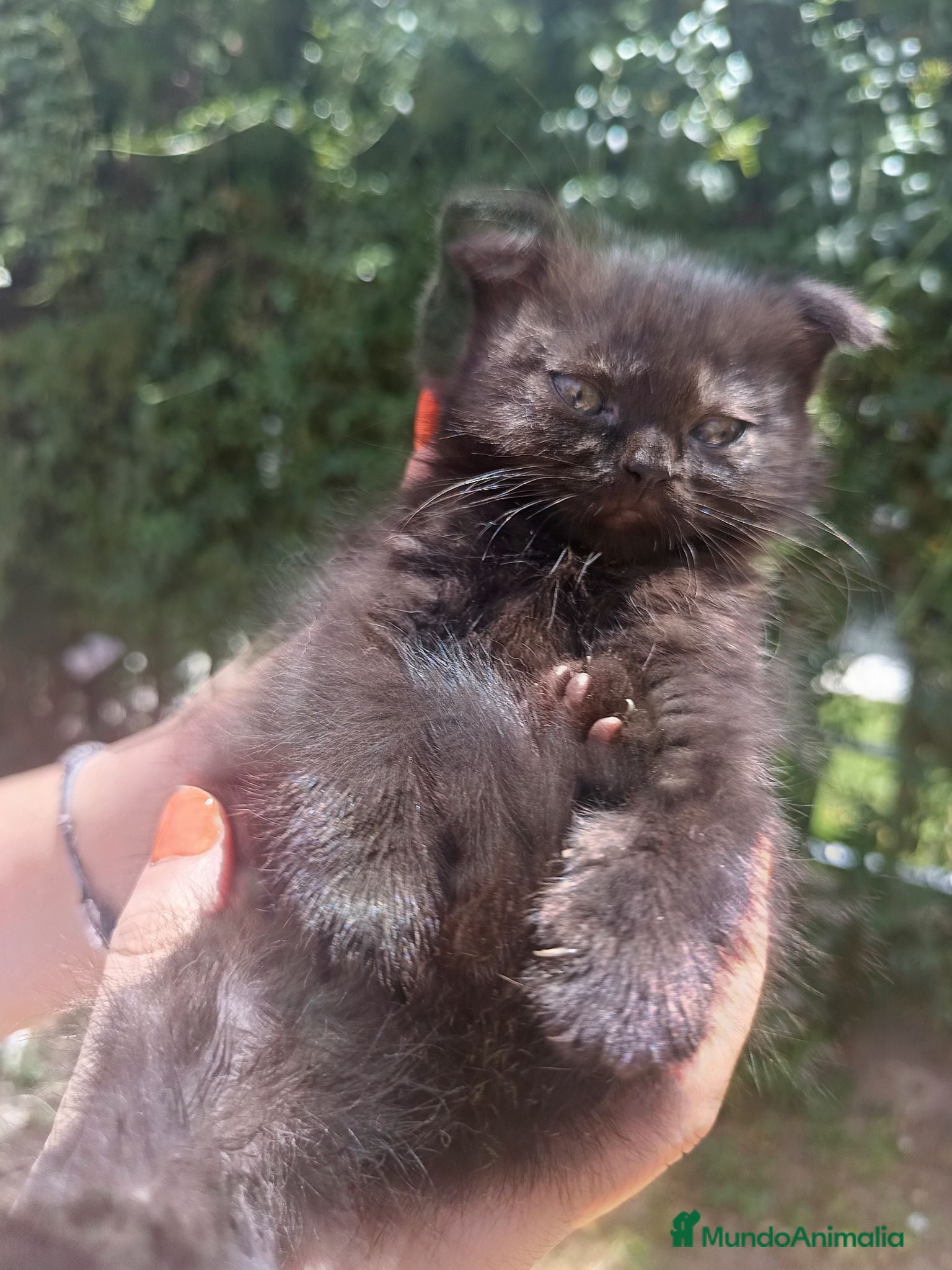 Scottish Fold gatos Scottish Fold chocolate y blue - Anuncio 1